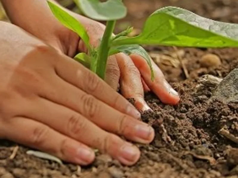 Two hands planting a young seedling in the soil