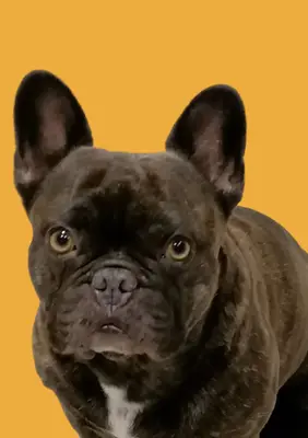 Bruce